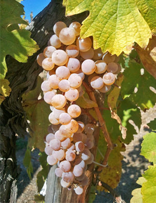 J&A's Winery Vineyard Sourcing J&A's Winery Vineyard Sourcing